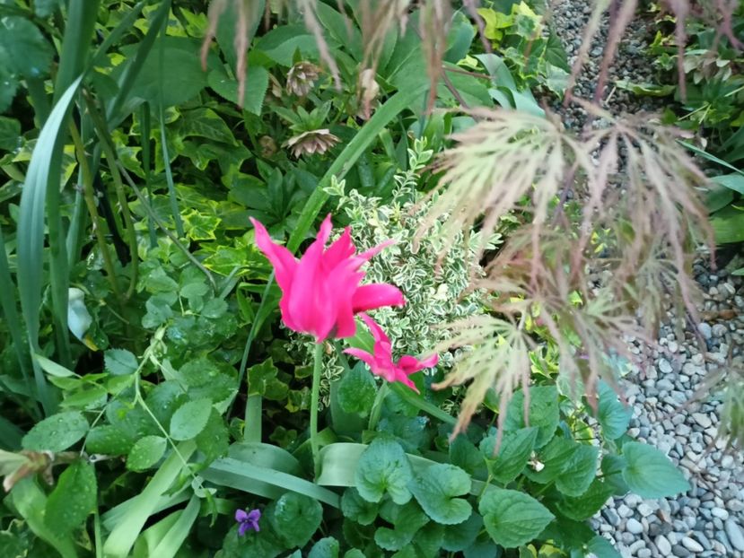  - Grădina 2024 continuare 1