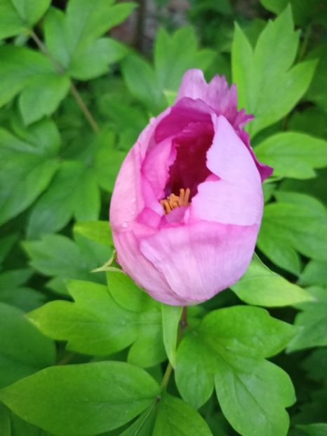  - Grădina 2024 continuare 1