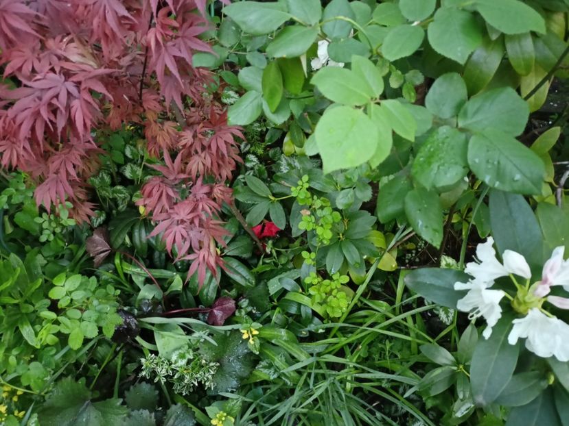 Pixie - Grădina 2024 continuare 1