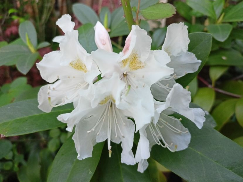  - Grădina 2024 continuare 1