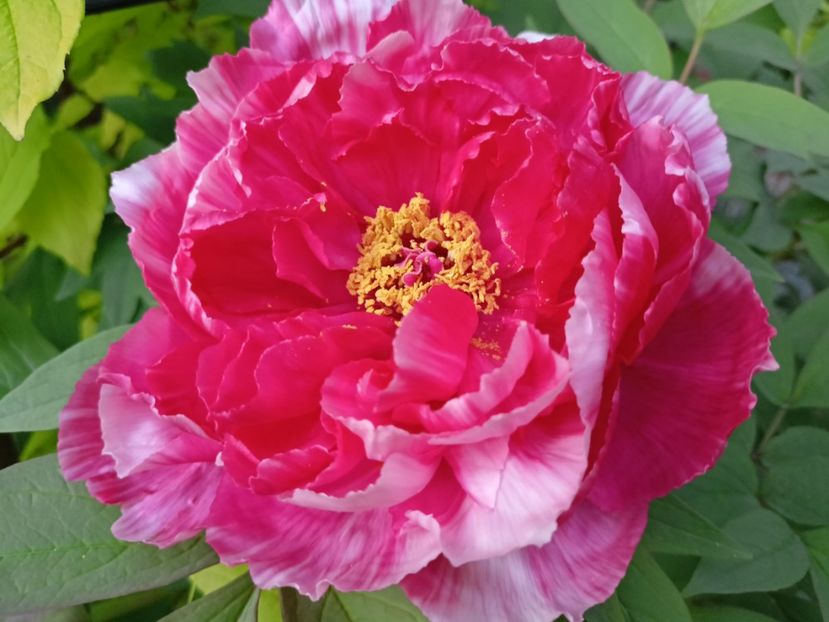 Dao Jin,  arbustiv - Grădina 2024 continuare 1