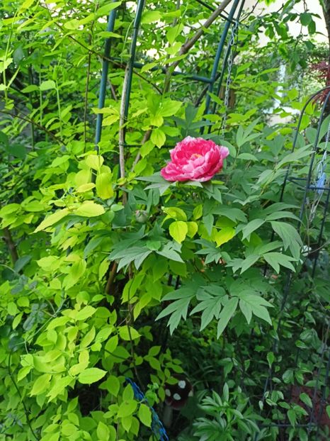  - Grădina 2024 continuare 1