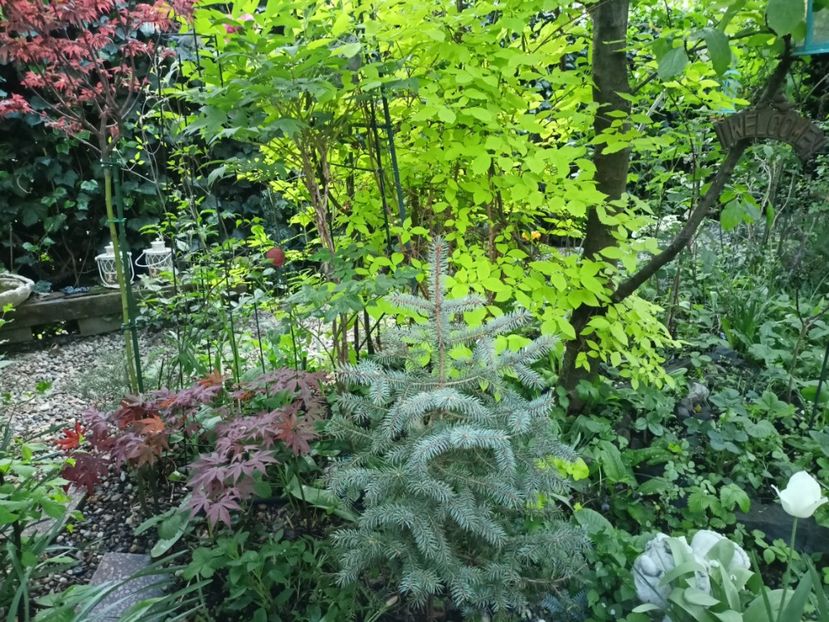  - Grădina 2024 continuare 1