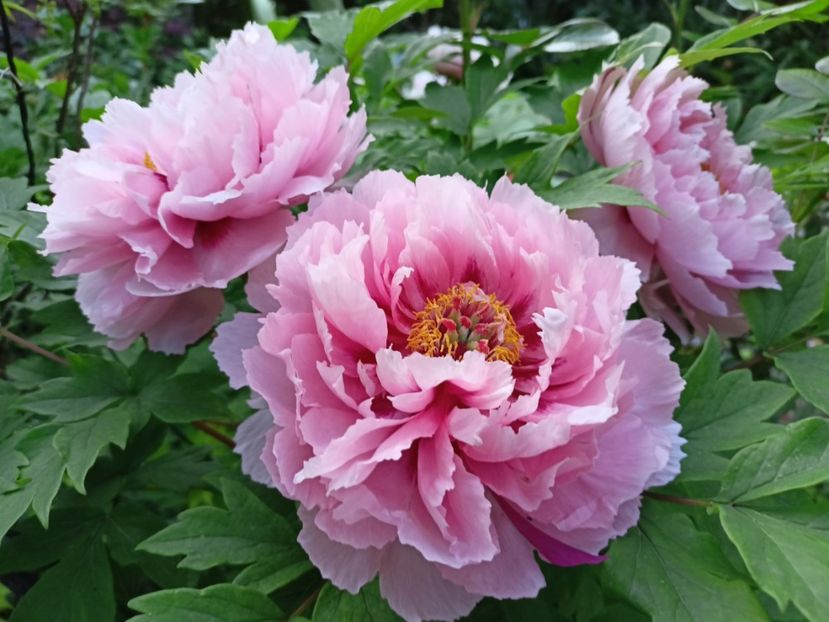 Er Qiao,  arbustiv - Grădina 2024 continuare 1