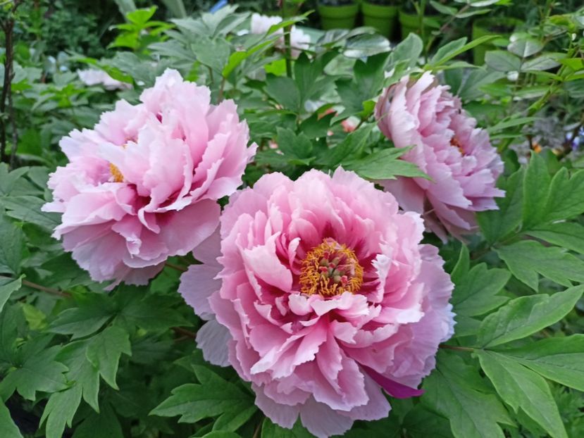  - Grădina 2024 continuare 1