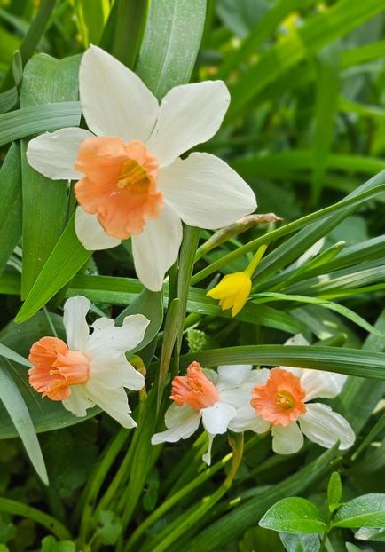  - Narcise 2018 24 25