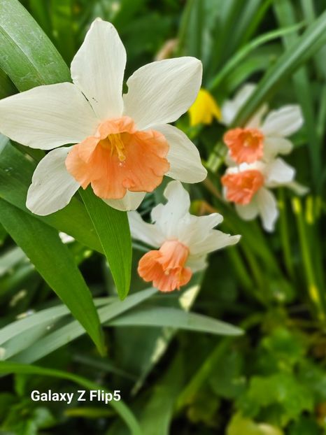  - Narcise 2018 24 25