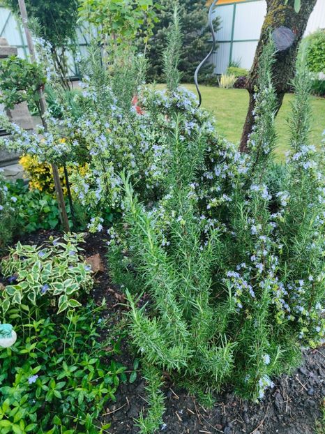 Rosmarinus officinalis - Gradina si terasa PrimaLuce__11-Hello 2024