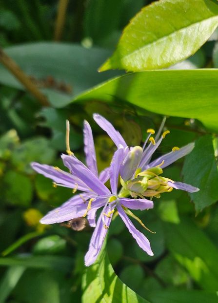  - Narcise 2018 24 25