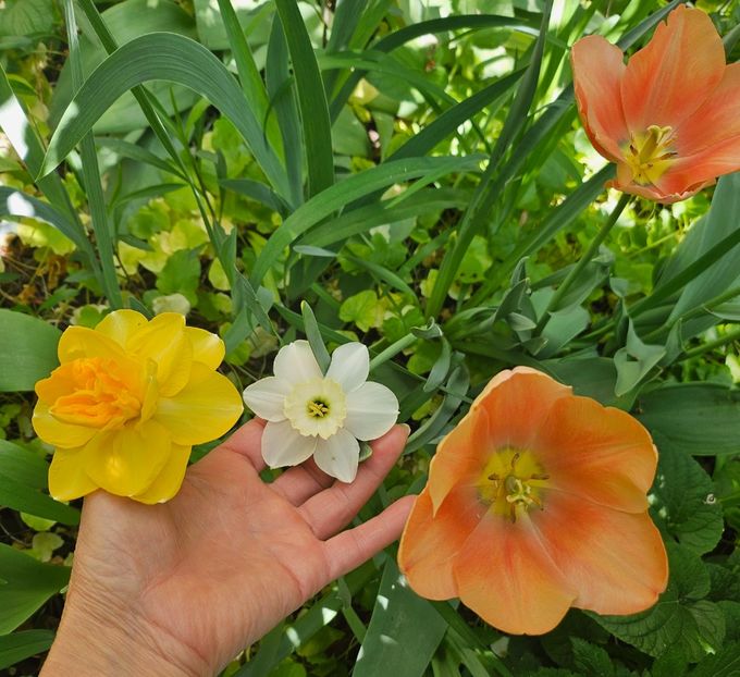  - Narcise 2018 24 25