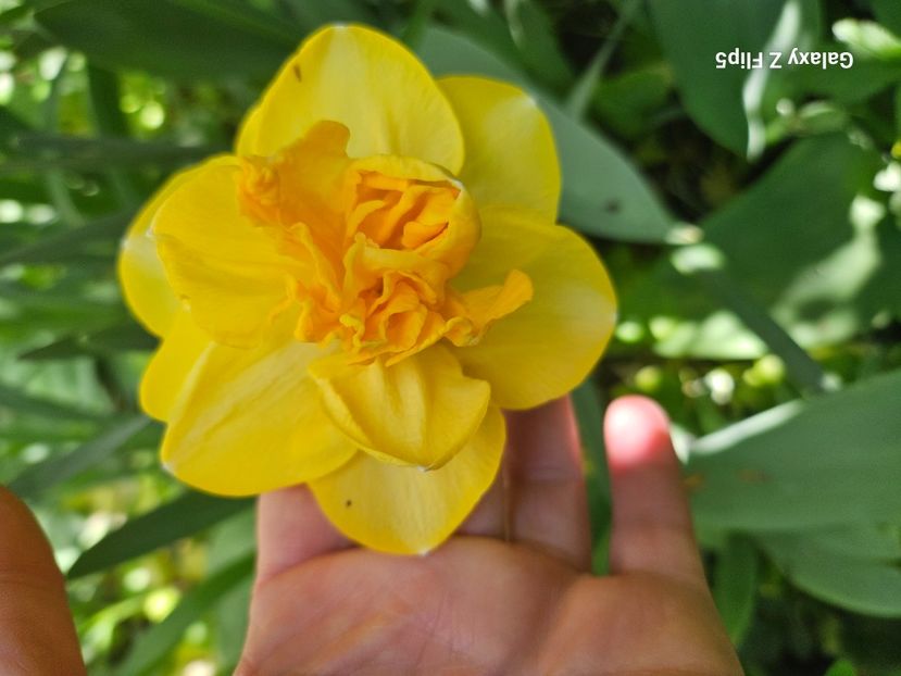  - Narcise 2018 24 25