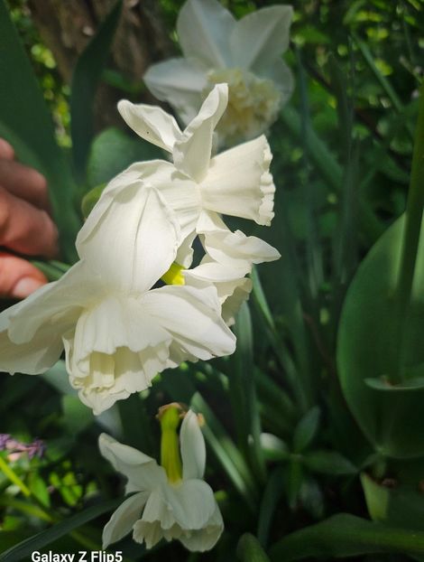  - Narcise 2018 24 25