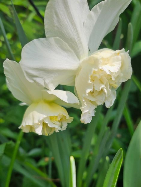  - Narcise 2018 24 25