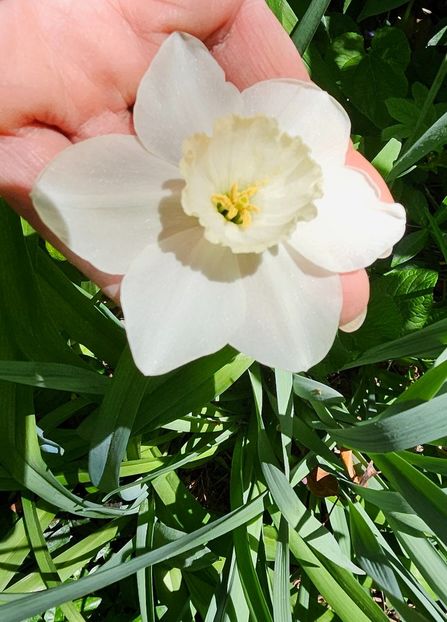  - Narcise 2018 24 25