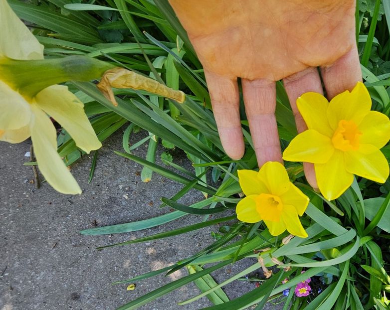  - Narcise 2018 24 25