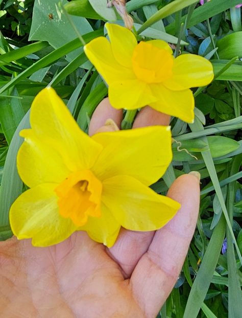  - Narcise 2018 24 25