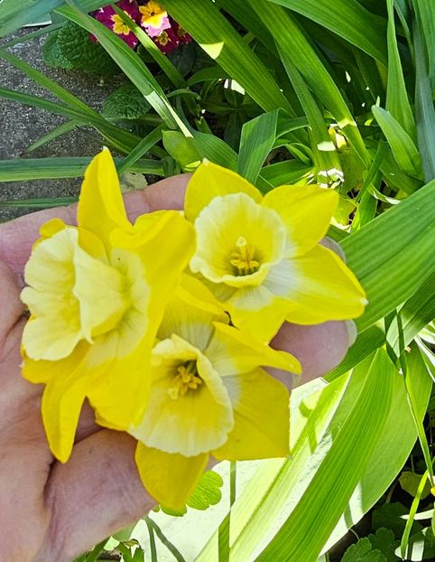  - Narcise 2018 24 25