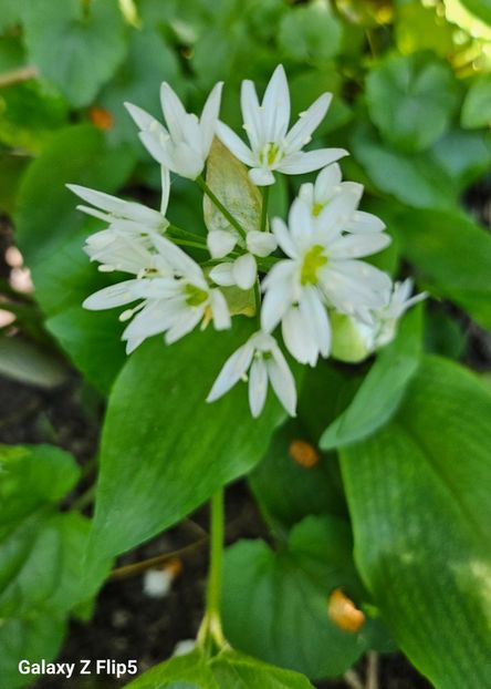  - Narcise 2018 24 25