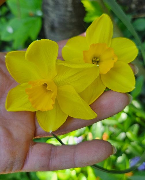  - Narcise 2018 24 25