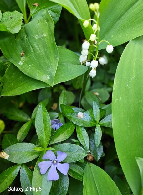  - Narcise 2018 24 25