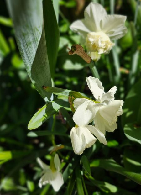  - Narcise 2018 24 25