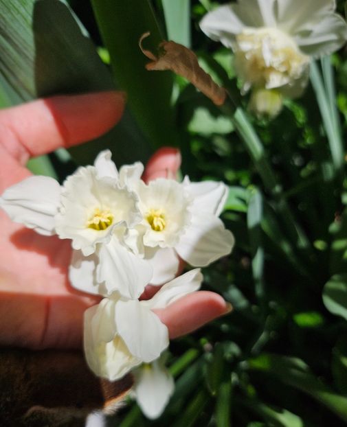  - Narcise 2018 24 25