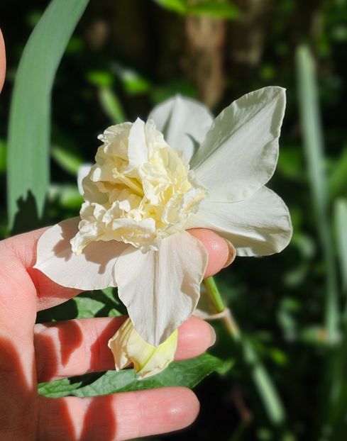  - Narcise 2018 24 25