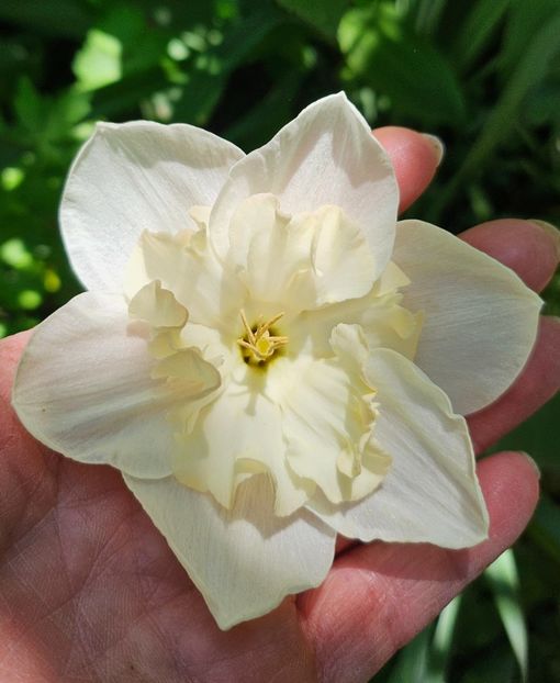  - Narcise 2018 24 25