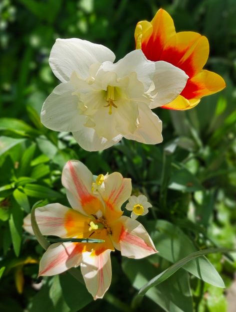  - Narcise 2018 24 25