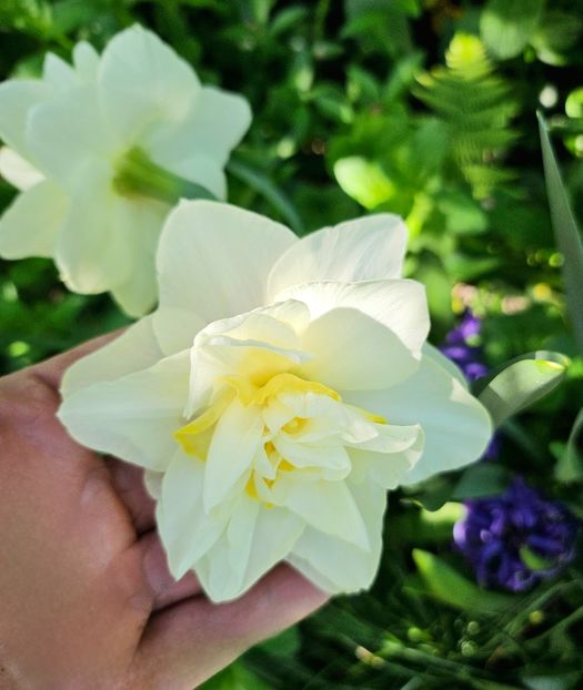  - Narcise 2018 24 25