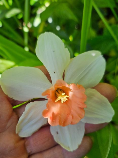  - Narcise 2018 24 25