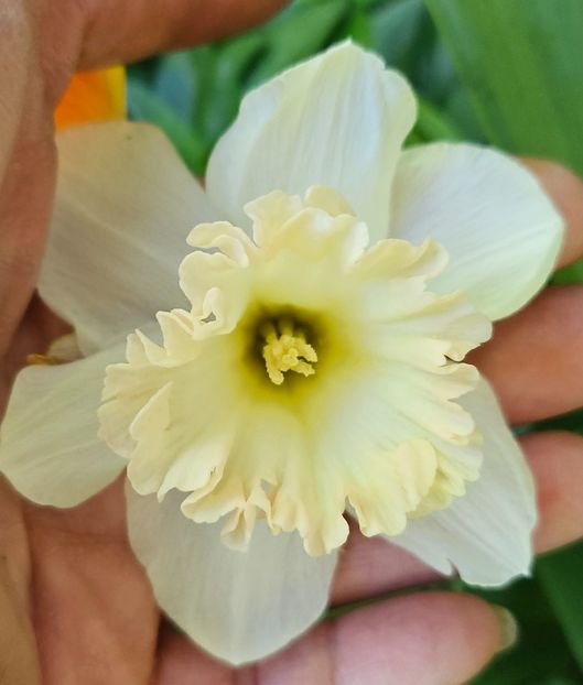  - Narcise 2018 24 25