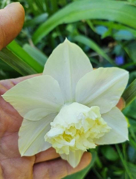  - Narcise 2018 24 25