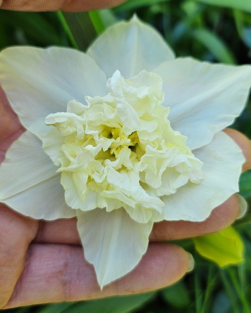  - Narcise 2018 24 25