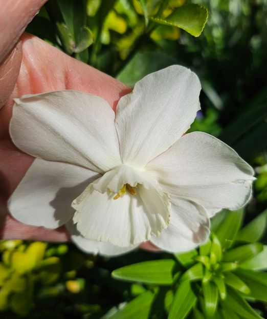  - Narcise 2018 24 25