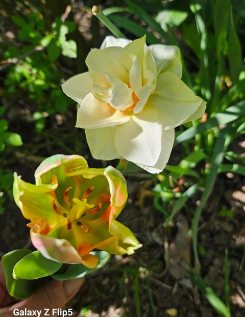  - Narcise 2018 24 25