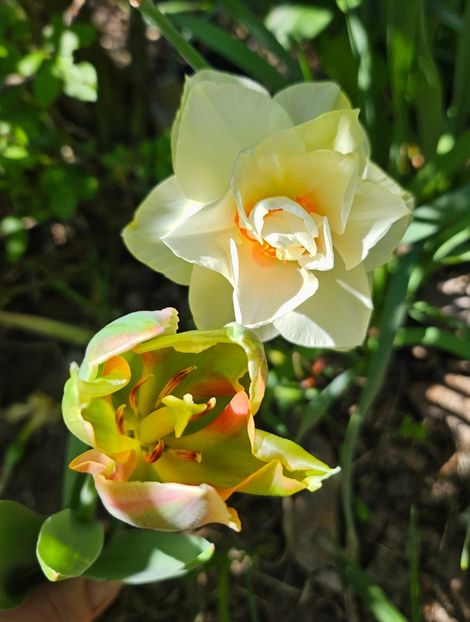  - Narcise 2018 24 25