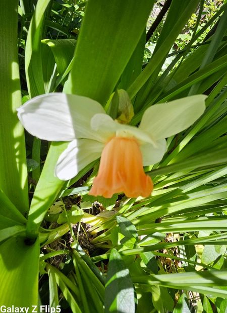  - Narcise 2018 24 25