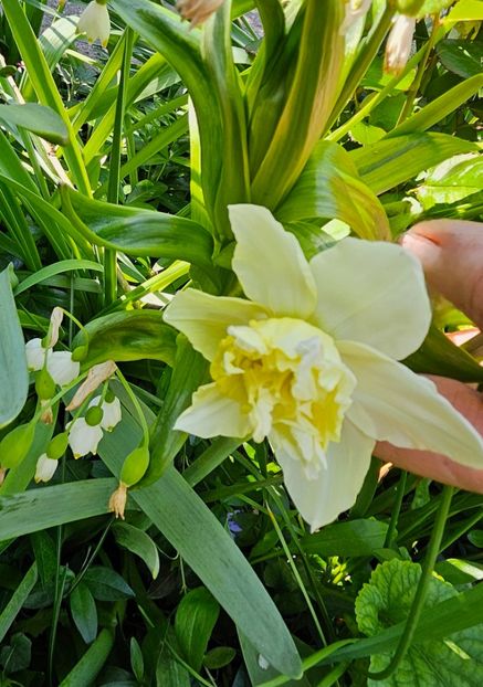  - Narcise 2018 24 25