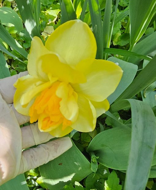  - Narcise 2018 24 25