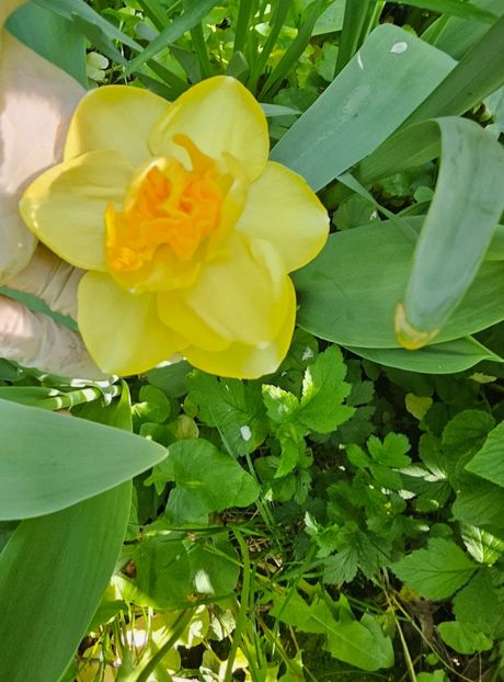  - Narcise 2018 24 25