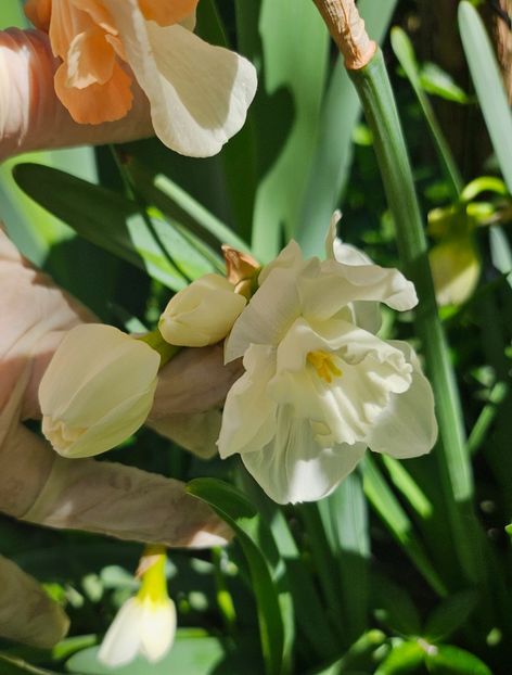  - Narcise 2018 24 25