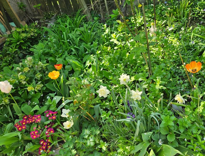  - Narcise 2018 24 25