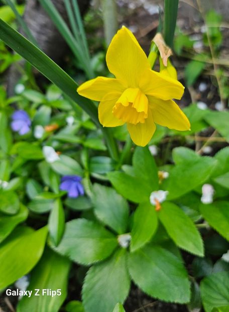  - Narcise 2018 24 25