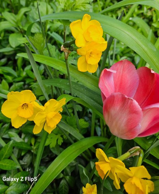  - Narcise 2018 24 25