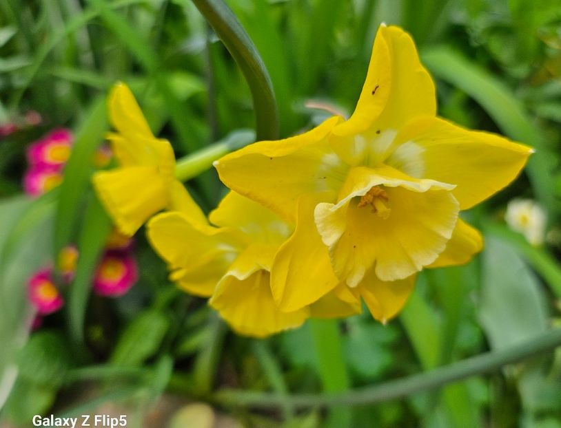  - Narcise 2018 24 25