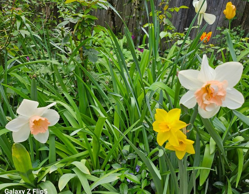  - Narcise 2018 24 25