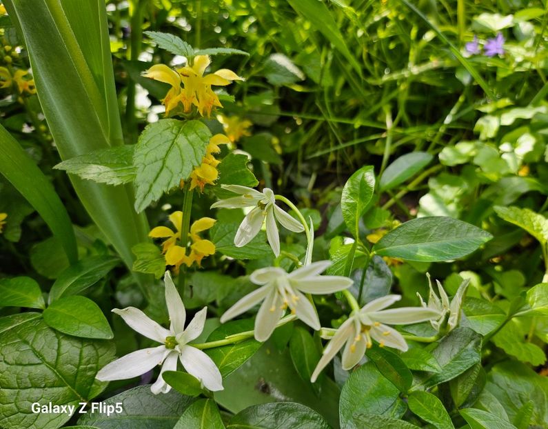  - Narcise 2018 24 25