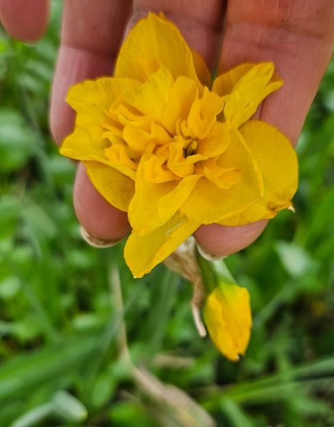  - Narcise 2018 24 25