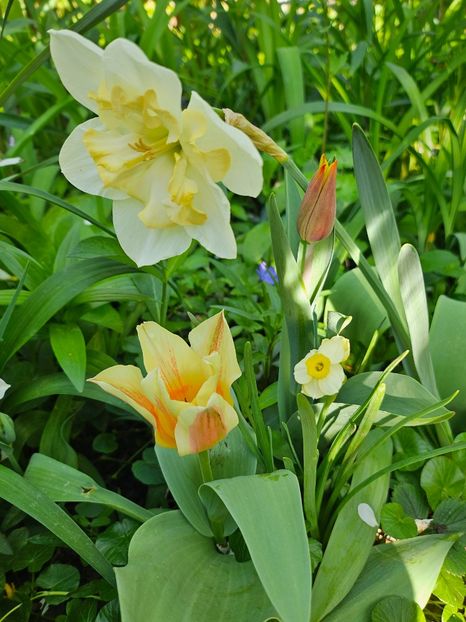  - Narcise 2018 24 25